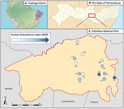 Contrasting Effects of Chronic Anthropogenic Disturbance on Activity and Species Richness of Insectivorous Bats in Neotropical Dry Forest